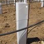 Vine Protectors 