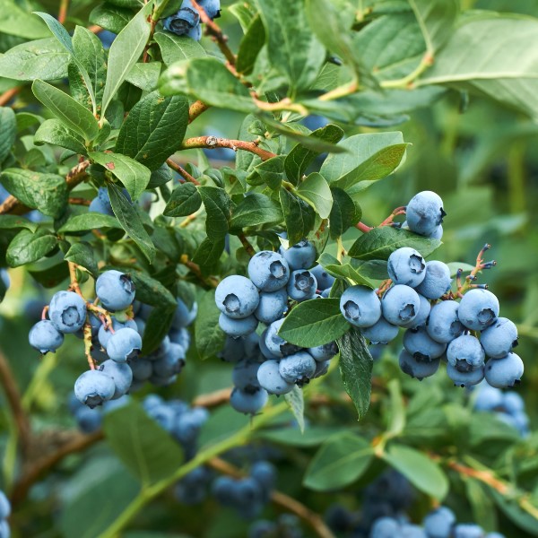 Vegetable & Berry Growing